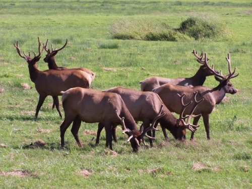 elk viewing herd2